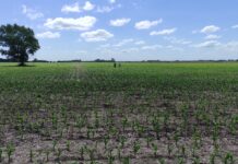 Erbicidi o agroecologia per ridurre le lavorazioni