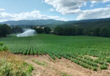 Patata, il tubero-seme estero minaccia la filiera italiana