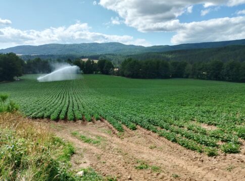 Patata, il tubero-seme estero minaccia la filiera italiana