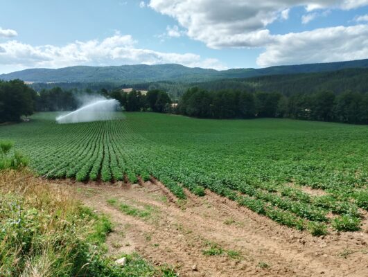 Patata, il tubero-seme estero minaccia la filiera italiana