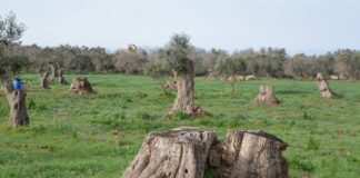 Xylella fastidiosa: dalla ricerca Crea nuove strategie per l’olivicoltura