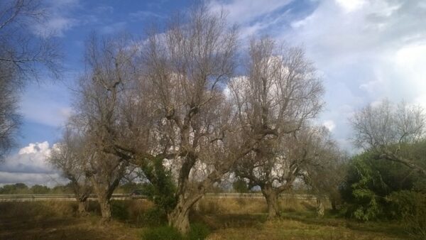 Xylella, istituito il Commissario straordinario nazionale