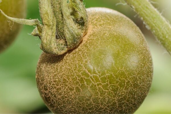 Eriofide rugginoso del pomodoro, problema di difficile soluzione