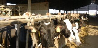 Lo stress da caldo delle bovine deprime anche la qualità del latte