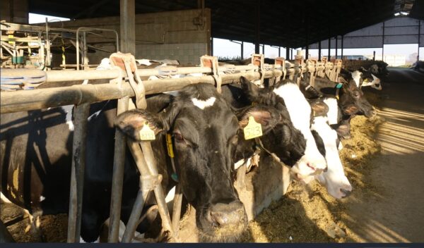 Lo stress da caldo delle bovine deprime anche la qualità del latte