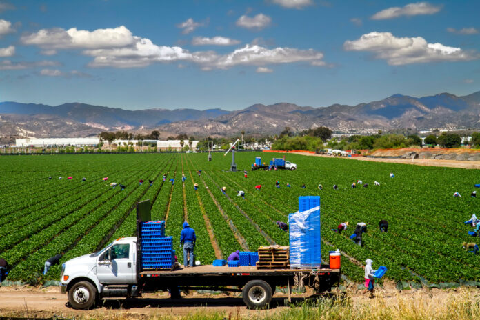 braccianti-AdobeStock_329377674_Wide shot from above perspective of workers in strawberry field in Orange County Ca