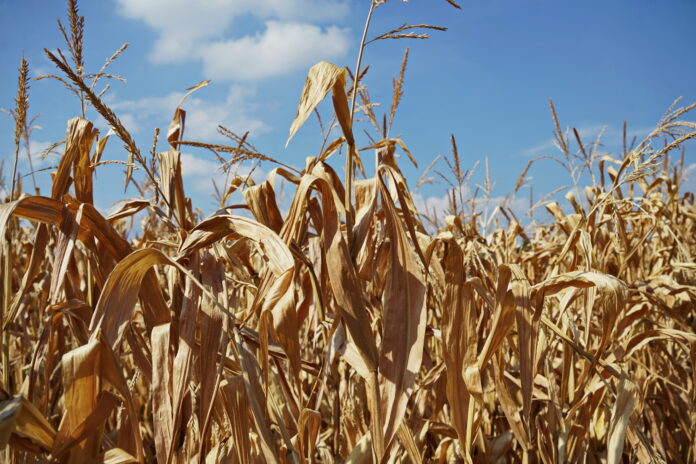 Corn crops damaged by drought caldo