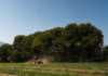 carbon farming