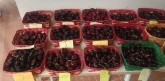 Concorso Ciliegie d’Italia: vincono “Spernocchia” e “Sweet Saretta”