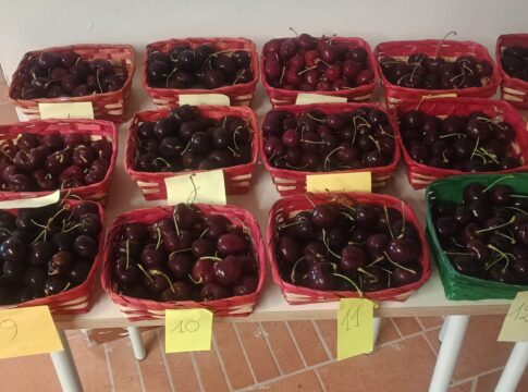 Concorso Ciliegie d’Italia: vincono “Spernocchia” e “Sweet Saretta”