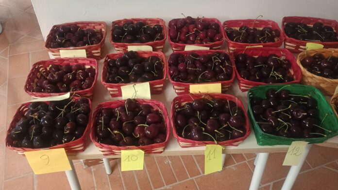 ciliegie d'italia 2