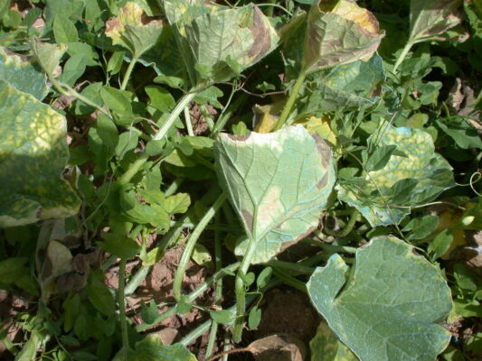 Cucurbitacee in pieno campo: tenere d’occhio peronospora e oidio