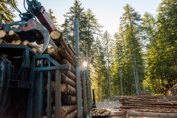 Regione Veneto entra nel Cluster Italia Foresta Legno