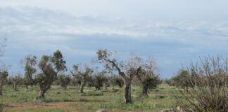 Xylella, la ricerca europea si riunisce in Puglia tredici anni dopo il primo focolaio