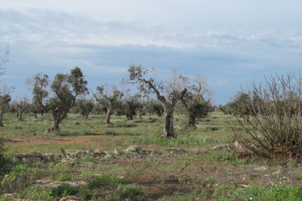 Xylella, la ricerca europea si riunisce in Puglia tredici anni dopo il primo focolaio