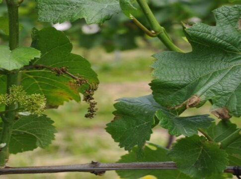 Zonazione fitoiatrica per affrontare meglio la difesa in viticoltura