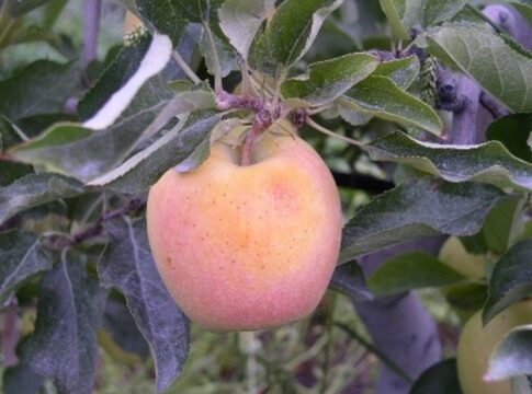 Scottature solari anche per vigneti e frutteti