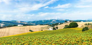 Marche, piano da 210 milioni per rilanciare l’agricoltura