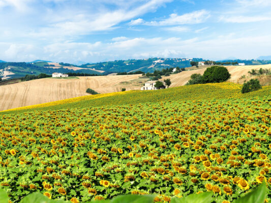 Marche, piano da 210 milioni per rilanciare l’agricoltura