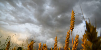 Maltempo estremo, il conto per l’agricoltura si aggrava