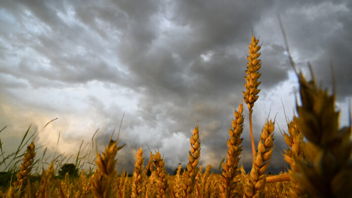 Dramatisch schlechtes Wetter Gewitter vor der Ernte über reifen Weizen Ähren - Landwirtschaft