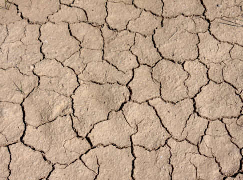 Temperature record, anche in Toscana diverse colture a rischio siccità toscana