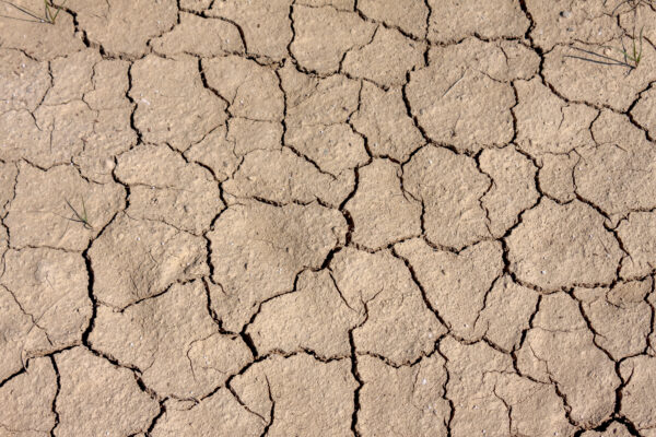 Temperature record, anche in Toscana diverse colture a rischio