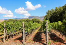 Agricoltura in Sicilia, pronto un piano da 100 milioni