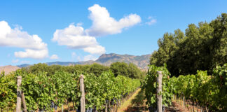 Agricoltura in Sicilia, pronto un piano da 100 milioni