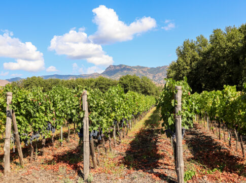 Agricoltura in Sicilia, pronto un piano da 100 milioni