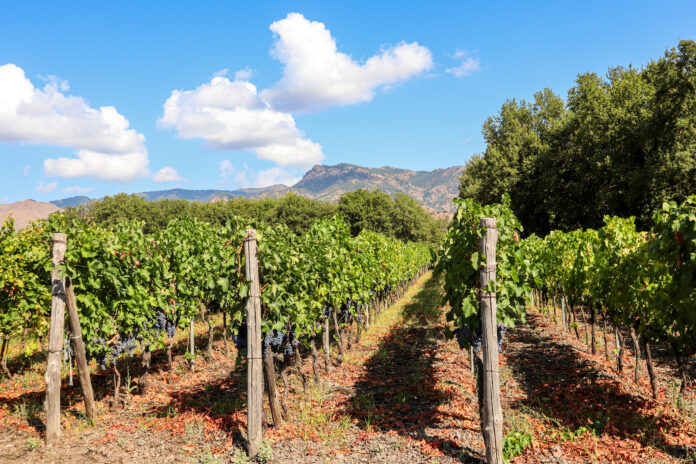 Vineyard with red wine grapes before harvest in a winery near Etna area, wine production in Sicily, Italy Europe