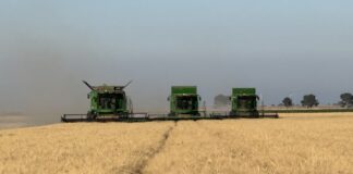 grano duro