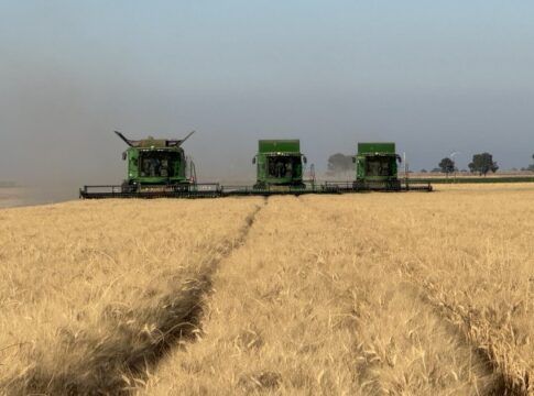Grano duro, luci e ombre nei raccolti in Puglia e Basilicata grano duro