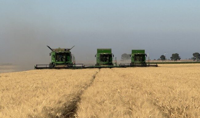 Grano duro, luci e ombre nei raccolti in Puglia e Basilicata grano duro