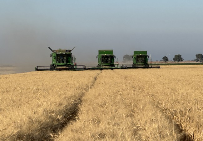 Apertura grano duro