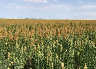 Quinoa, occasione per gli areali colturali mediterranei quinoa