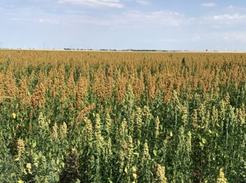 quinoa