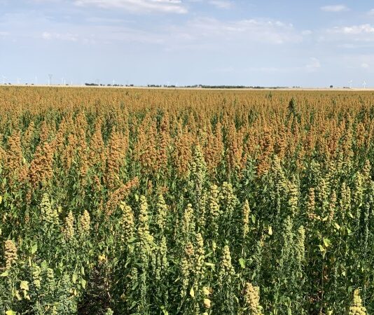Quinoa, occasione per gli areali colturali mediterranei quinoa