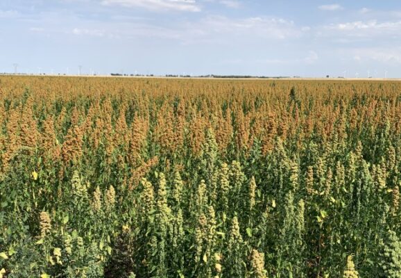 Quinoa, opportunità per gli areali colturali mediterranei