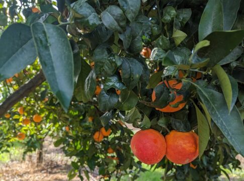 Arancia Rossa di Sicilia Igp, annata difficile ma 24mila tonnellate sul mercato