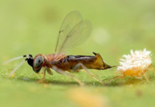 Planococcus ficus in vigneto, Anagyrus vladimiri per il controllo biologico