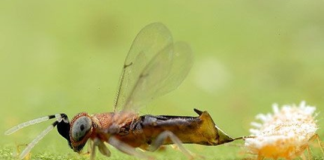 Planococcus ficus in vigneto, Anagyrus vladimiri per il controllo biologico