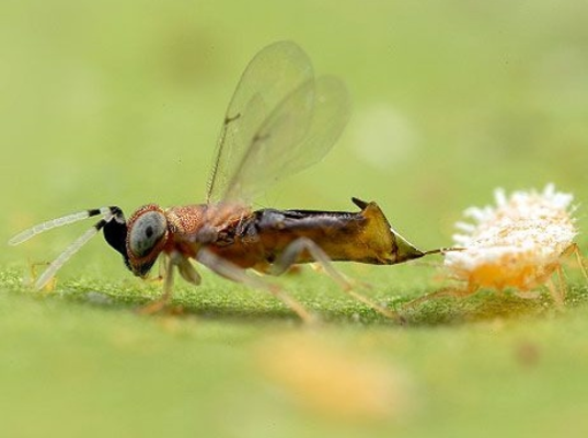 Planococcus ficus in vigneto, Anagyrus vladimiri per il controllo biologico