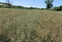 Piani colturali aziendali: perché inserire il colza