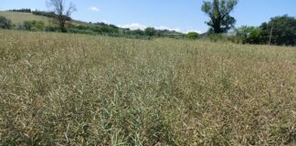 Piani colturali aziendali: perché inserire il colza