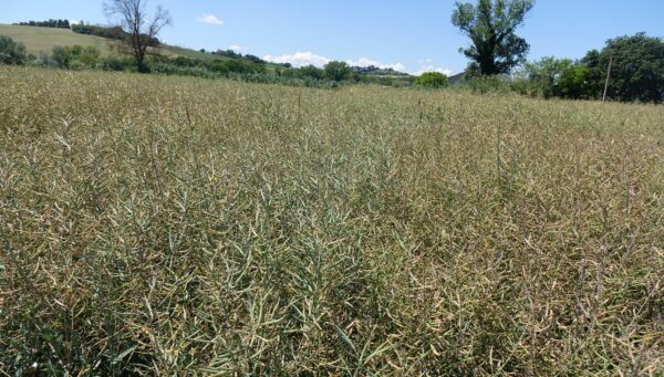 Piani colturali aziendali: perché inserire il colza