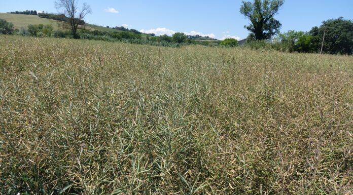 Piani colturali aziendali: perché inserire il colza