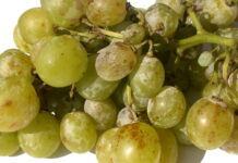 uva da tavola