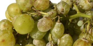 uva da tavola