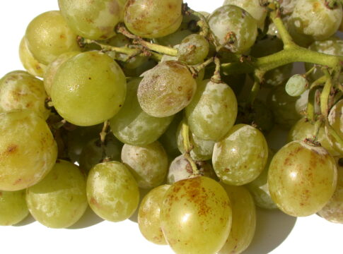 Uva da tavola, la difesa cambia passo con l’invaiatura uva da tavola